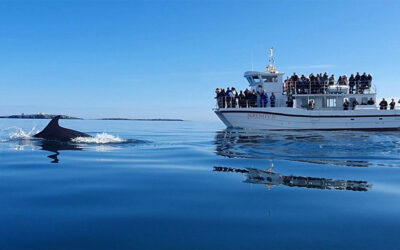 Farne Island Boat Trip