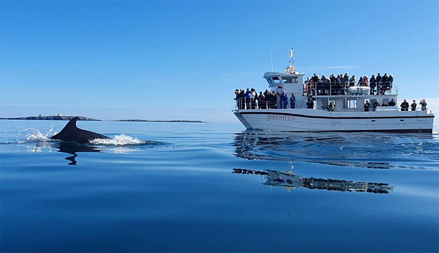 Farne Island Boat Trip