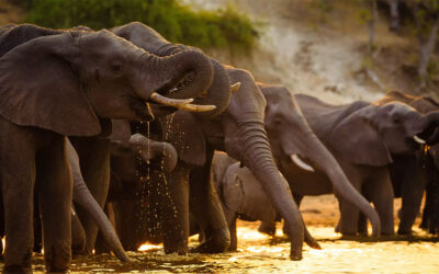 £740 Towards a Bushtracks Explorer Safari