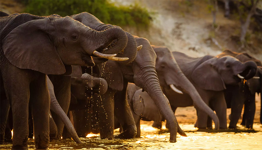 £740 Towards a Bushtracks Explorer Safari